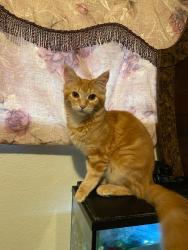 Lost Female Cat last seen Will Rogers and Ranchero rd, San Jose, CA 95117