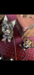 Lost Male Dog last seen Franklin Ave, Los Angeles, CA 90027