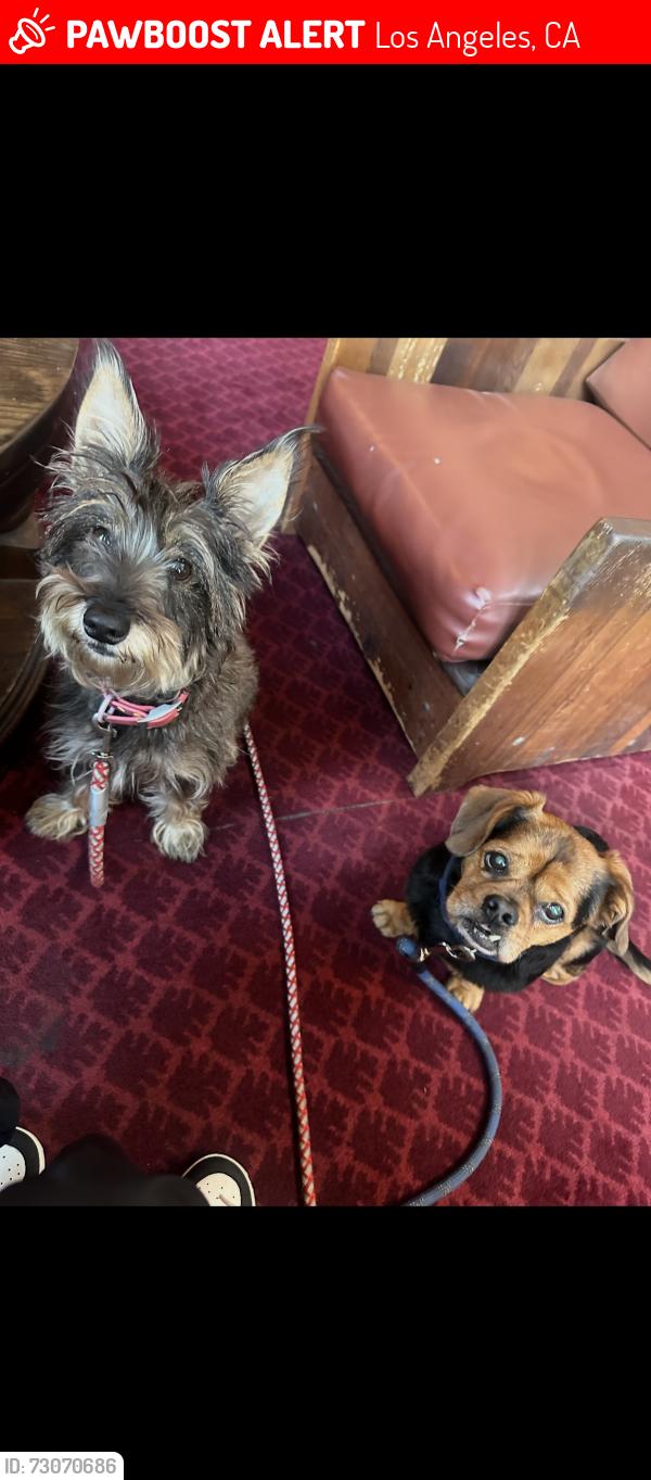 Lost Male Dog last seen Franklin Ave, Los Angeles, CA 90027