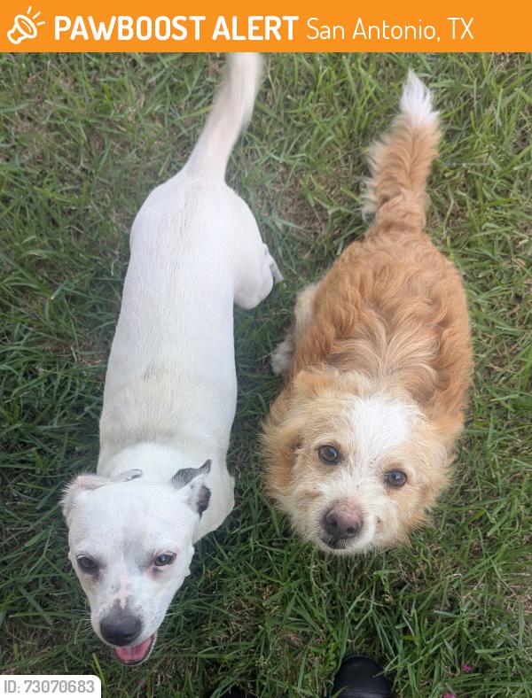 Found/Stray Male Dog last seen Stahl And Jung, San Antonio, TX 78217