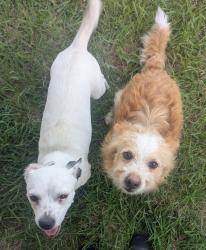Found/Stray Male Dog last seen Stahl And Jung, San Antonio, TX 78217