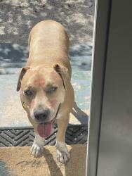 Lost Male Dog last seen sw 6 and 2nd ave, Dania Beach, FL 33004