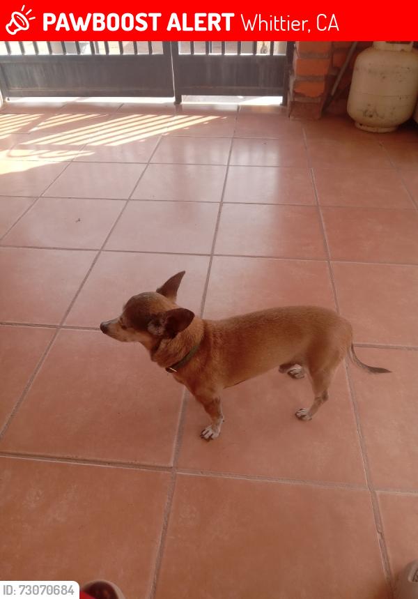 Lost Male Dog last seen Last seen on Broadway in whittier, Whittier, CA 90602