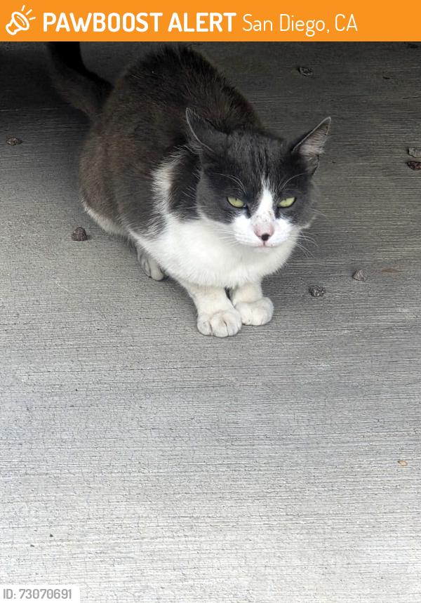 Found/Stray Unknown Cat last seen Spartan dr, San Diego, CA 92115