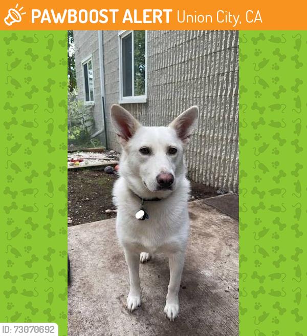 Found/Stray Unknown Dog last seen UNION LANDING In n Out parking lot, Union City, CA 94555