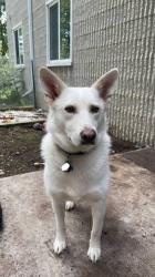 Found/Stray Unknown Dog last seen UNION LANDING In n Out parking lot, Union City, CA 94555