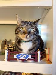 Lost Female Cat last seen Near block of Queens Road, Berkeley, CA 94708