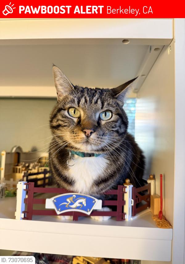 Lost Female Cat last seen Near block of Queens Road, Berkeley, CA 94708