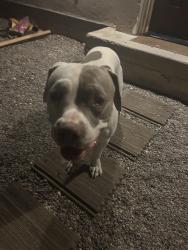 Found/Stray Male Dog last seen Krag & Santiesteban, Homestead Meadows South, TX 79938