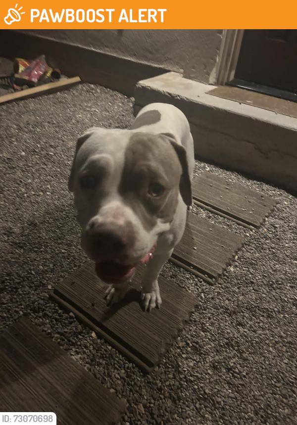 Found/Stray Male Dog last seen Krag & Santiesteban, Homestead Meadows South, TX 79938