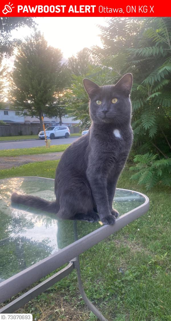 Lost Male Cat last seen Malak and bradley cole private lorryg greenbreg area, Ottawa, ON K1G 4X1