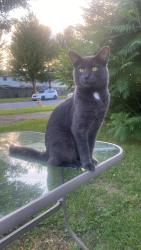 Lost Male Cat last seen Malak and bradley cole private lorryg greenbreg area, Ottawa, ON K1G 4X1