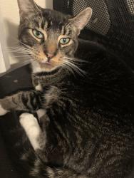 Reunited Male Cat last seen Gads hill , Santa Rosa, CA 95401