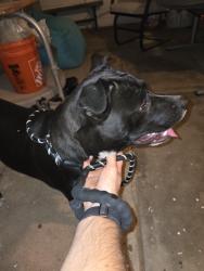 Found/Stray Female Dog last seen University and 64th street, Mesa, AZ 85205