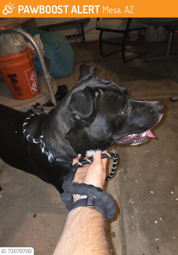 Found/Stray Female Dog last seen University and 64th street, Mesa, AZ 85205