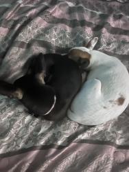 Lost Female Dog last seen hillshire, Memphis, TN 38133