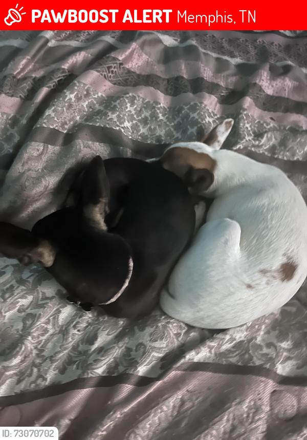 Lost Female Dog last seen hillshire, Memphis, TN 38133
