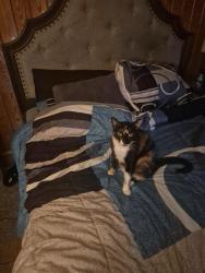 Lost Female Cat last seen Avondale Landfill Rd and Byers Rd, Forest City, NC 28043