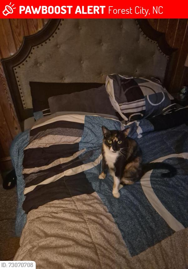 Lost Female Cat last seen Avondale Landfill Rd and Byers Rd, Forest City, NC 28043
