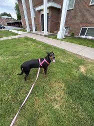 Lost Female Dog last seen Ridge road/ village, Webster, NY 14580
