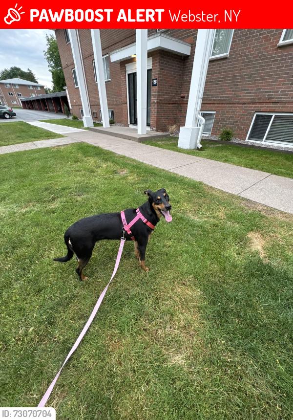 Lost Female Dog last seen Ridge road/ village, Webster, NY 14580