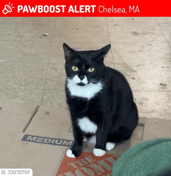 Lost Female Cat last seen Near exter st, Chelsea, MA 02150