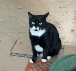 Lost Female Cat last seen Near exter st, Chelsea, MA 02150
