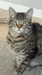 Reunited Male Cat last seen cooper ave, Yuba City, CA 95991