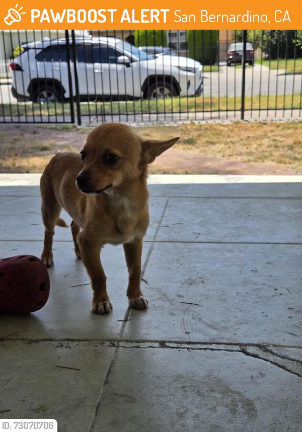 Found/Stray Male Dog last seen In between 28th and 29th street, San Bernardino, CA 92405
