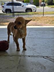 Found/Stray Male Dog last seen In between 28th and 29th street, San Bernardino, CA 92405