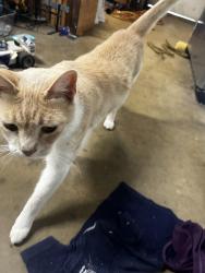 Found/Stray Male Cat last seen Birch & citrus, Escondido, CA 92027