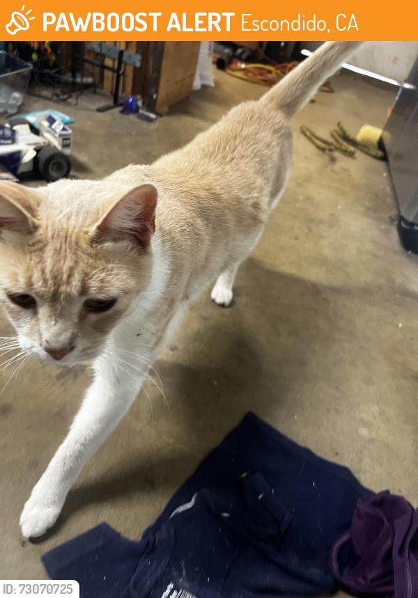 Found/Stray Male Cat last seen Birch & citrus, Escondido, CA 92027