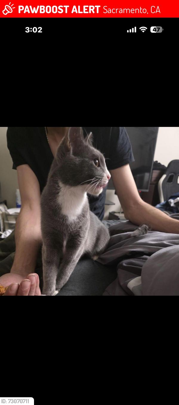 Lost Female Cat last seen Cody way and watt ave and el Camino, Sacramento, CA 95864
