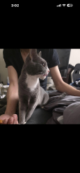 Lost Female Cat last seen Cody way and watt ave and el Camino, Sacramento, CA 95864