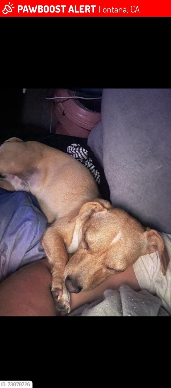 Lost Male Dog last seen The Arboretum hses, Fontana, CA 92336