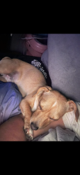 Lost Male Dog last seen The Arboretum hses, Fontana, CA 92336