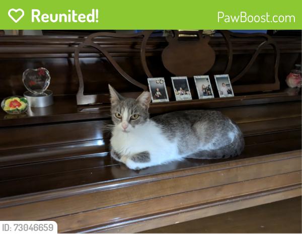 Reunited Female Cat last seen Braeburn, Kristin Guinea, Fairfax, VA 22032