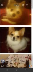 Lost Female Dog last seen 37th mst, Auburn, WA 98002