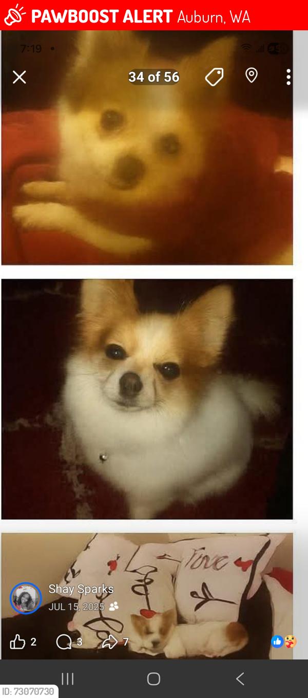 Lost Female Dog last seen 37th mst, Auburn, WA 98002