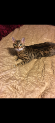 Lost Female Cat last seen Near Denton St La Crosse WI 54601, La Crosse, WI 54601