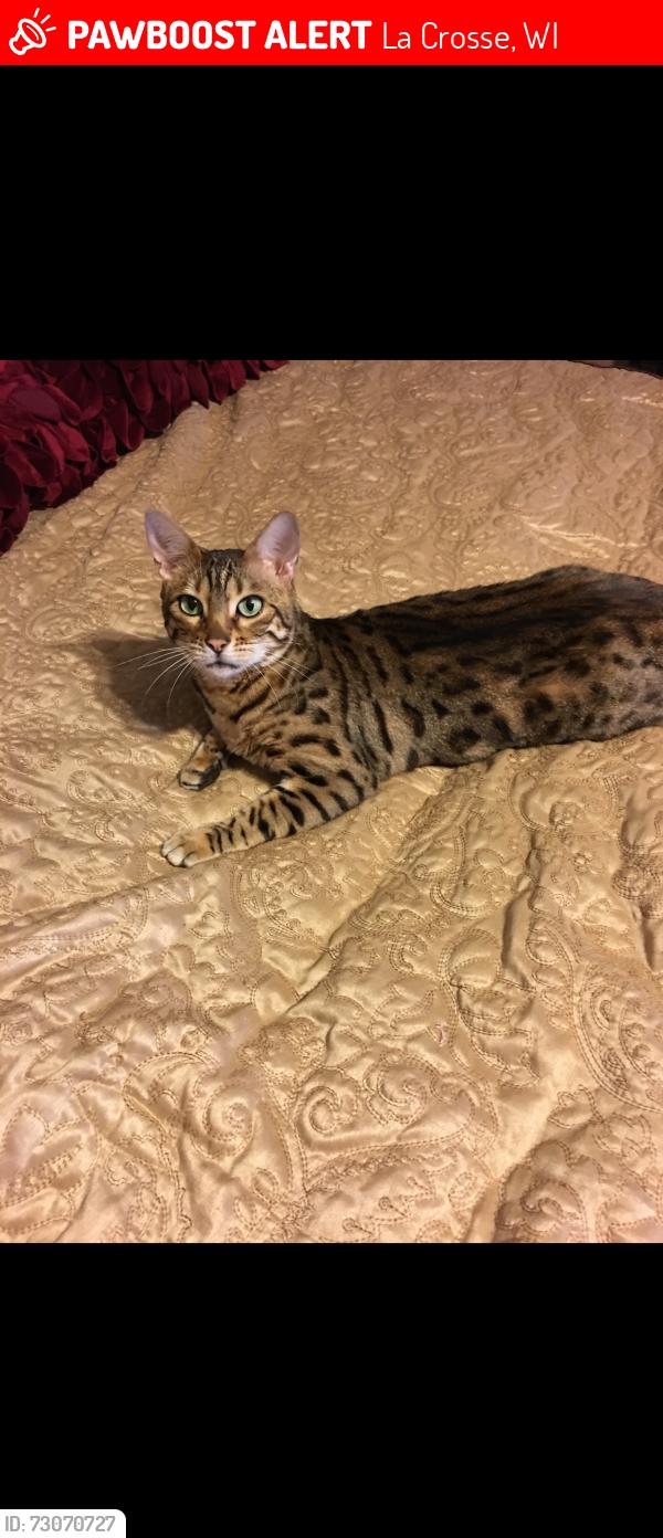 Lost Female Cat last seen Near Denton St La Crosse WI 54601, La Crosse, WI 54601