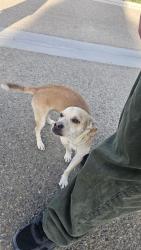 Found/Stray Male Dog last seen Tracy Public Cementary , Tracy, CA 95377