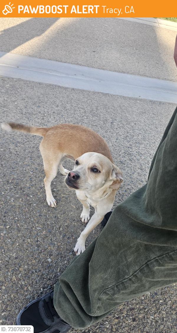 Found/Stray Male Dog last seen Tracy Public Cementary , Tracy, CA 95377