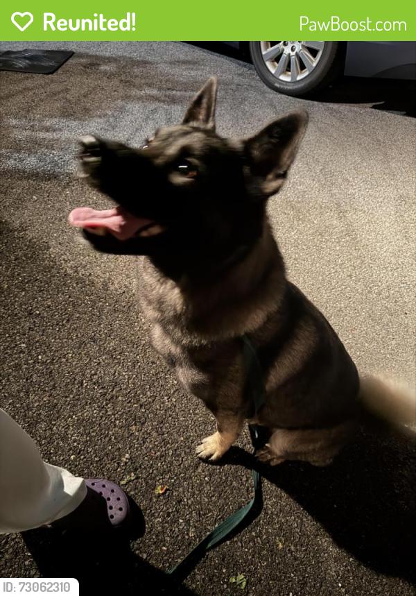 Reunited Male Dog last seen Woodland Drive/Route 10, Honey Brook, PA 19344