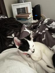 Lost Female Cat last seen Near rea rd apt 140, Greenwood, IN 46142