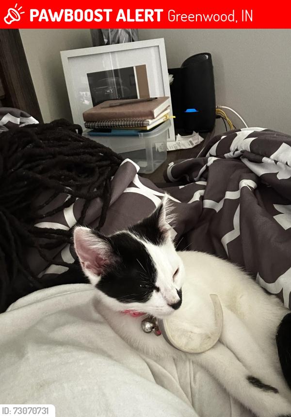 Lost Female Cat last seen Near rea rd apt 140, Greenwood, IN 46142