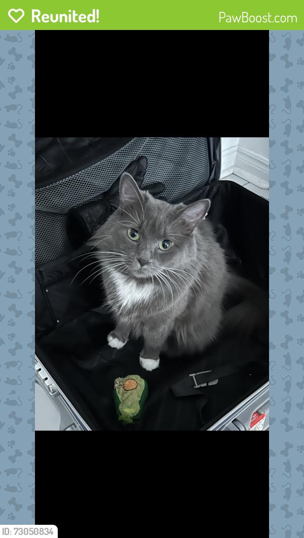 Reunited Female Cat last seen Bridport cresent Scarborough , Toronto, ON M1V