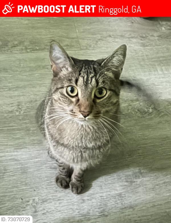 Lost Male Cat last seen Under porch, ran away after trying to get him out from under, Ringgold, GA 30736