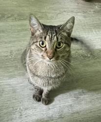 Lost Male Cat last seen Under porch, ran away after trying to get him out from under, Ringgold, GA 30736