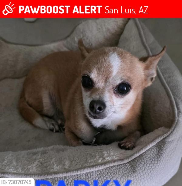 Lost Male Dog last seen Cesar Chavez elementary school, San Luis, AZ 85336